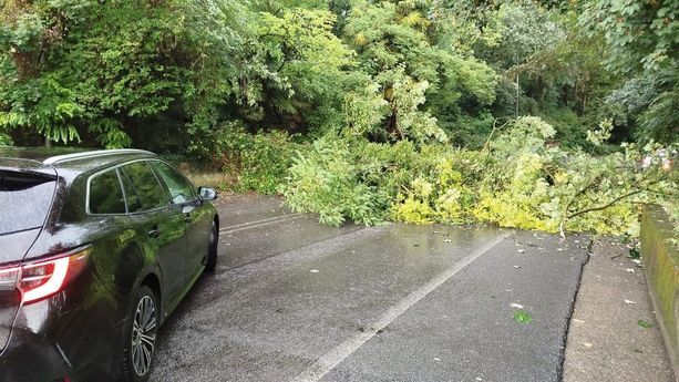 Maltempo, a Varese crolla una pianta su viale Piero Chiara: circolazione bloccata. Viale Europa chiuso Maltempo, a Varese crolla una pianta su viale Piero Chiara: circolazione bloccata. Viale Europa chiuso