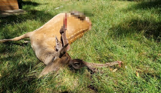 I lupi tornano a predare a Villa Giorcelli, in centro Luserna San Giovanni