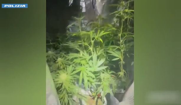 Tradito dall'odore di marijuana: arrestato 37enne coltivatore di ganja
