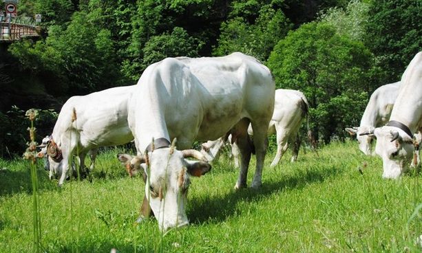 Scoperta truffa europea dei pascoli per 400.000 euro nel Parco dell’Alta Murgia Scoperta truffa europea dei pascoli per 400.000 euro nel Parco dell’Alta Murgia