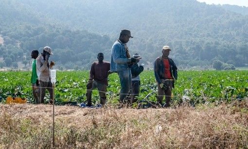 ‘Agromafie e caporalato’: i dati dell’Osservatorio Placido Rizzotto confermano la Sicilia al primo posto