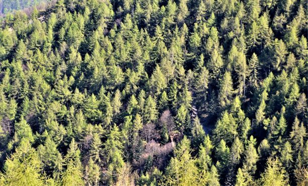 Il ruolo centrale delle foreste nella tutela del clima al centro di una conferenza internazionale organizzata dai carabinieri