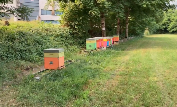 I ladri di api colpiscono nella notte a Villar Perosa I ladri di api colpiscono nella notte a Villar Perosa