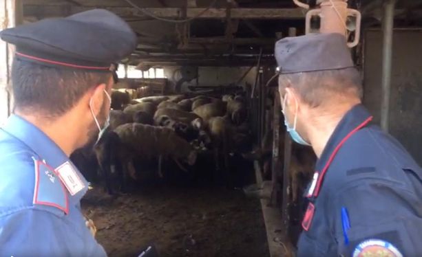 Festa del Sacrificio: sequestrato un mattatoio clandestino a Mappano, 26 persone denunciate Festa del Sacrificio: sequestrato un mattatoio clandestino a Mappano, 26 persone denunciate