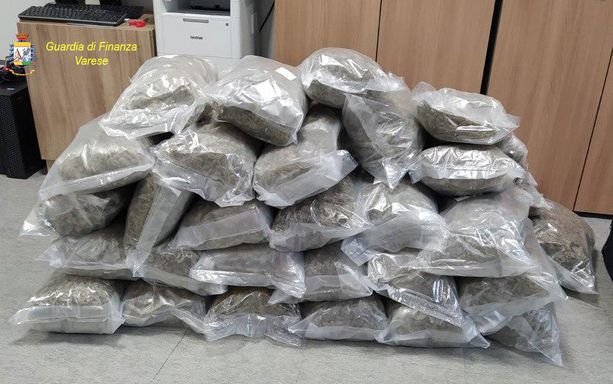 VIDEO. Maxi sequestro di droga a Malnate: la Finanza scopre 53 chili di marijuana nascosti in cantina