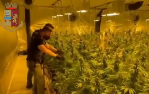 VIDEO. Operazione "The Growers", sgominata banda di coltivatori e spacciatori di marijuana