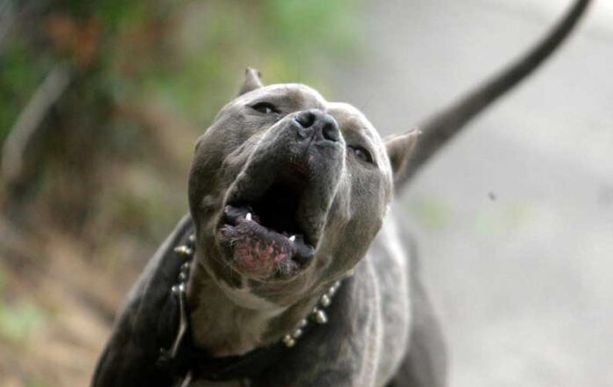 Dramma al carcere di Asti: pitbull dell'unità cinofila stacca un piede a un agente della Polizia Penitenziaria