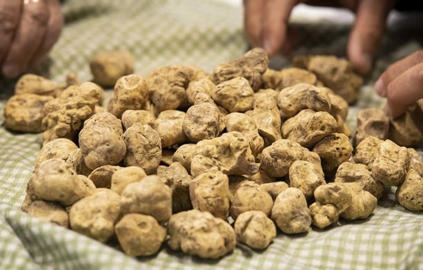 Tartufo bianco di Alba: ci aspettano due mesi di maggior produzione Tartufo bianco di Alba: ci aspettano due mesi di maggior produzione