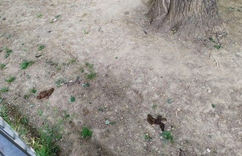 Cacche non raccolte e in giro senza guinzaglio: a Torino 379 multe ai padroni di cani maleducati. Maglia nera la 5