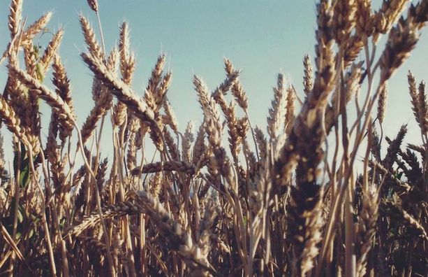 Approvata dal Parlamento europeo la riforma della politica agricola comune Approvata dal Parlamento europeo la riforma della politica agricola comune