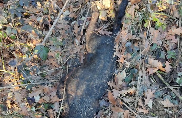 Cane morto a Carmagnola: indagato un abitante di San Secondo di Pinerolo Cane morto a Carmagnola: indagato un abitante di San Secondo di Pinerolo