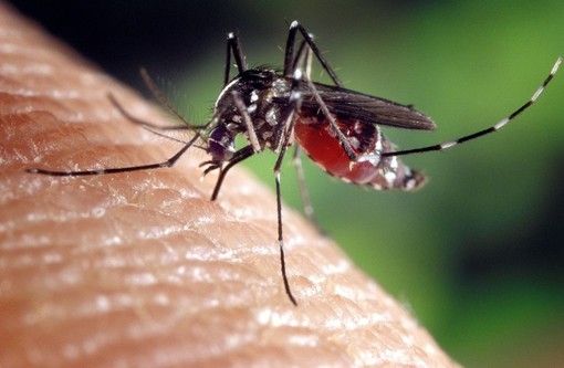 Caso di West Nile a Cogoleto, nei comuni del levante savonese per ora nessun intervento preventivo: "Se avremo comunicazioni ci attiveremo con le disinfestazioni"
