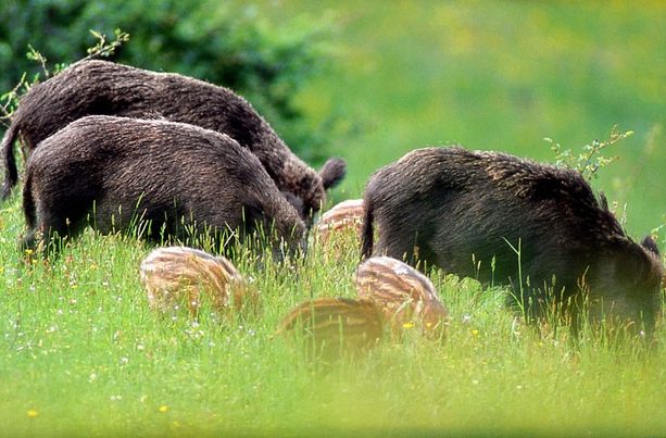 Danni in agricoltura da fauna selvatica: nel 2020 oltre 5mila segnalazioni in Piemonte