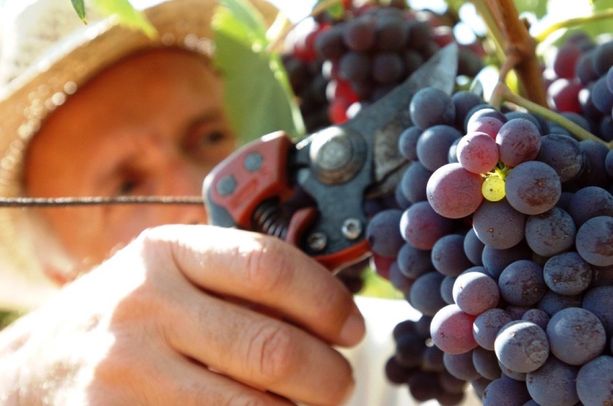 Sapori e colori autunnali per questo fine settimana di settembre da vivere in provincia di Cuneo