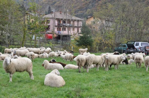 San Germano Chisone attende 180 capi di bestiame per la Mostra zootecnica
