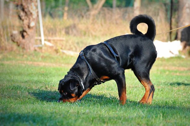 Segugi dal Canton Ticino di supporto ai carabinieri per ritrovare il corpo di Saman Abbas, nel Reggiano