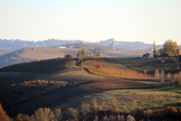 Condannati i vignaioli di Dogliani: il loro Barolo Docg prodotto fuori (di 300 metri)  dalla zona prevista dal rigido disciplinare