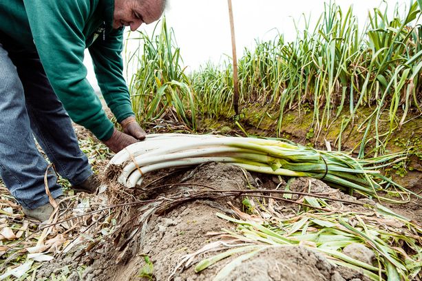 A Cervere torna la Fiera del Porro (VIDEO E FOTO) A Cervere torna la Fiera del Porro (VIDEO E FOTO)