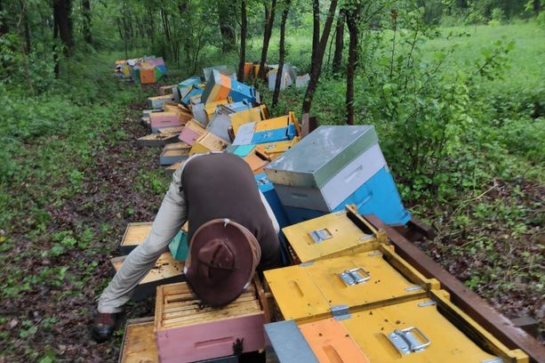 Milioni di api morte e tutte le casette distrutte: &quot;Ho male al cuore&quot;. Una raccolta fondi per aiutare Mattia, apicoltore di Cuneo [VIDEO]