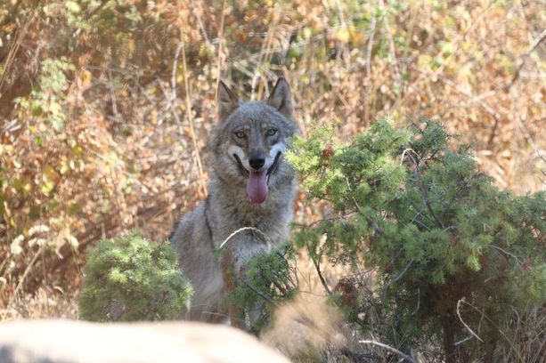 Lupi in Val Pellice: la battaglia si sposta in Città metropolitana