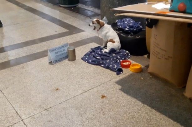 Stop all’accattonaggio con cani: il Comune ripensa a una modifica del regolamento per fermare chi sfrutta gli animali