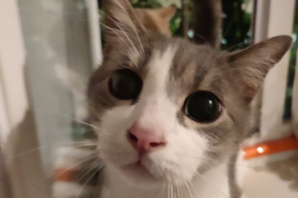 Aurora e il mistero dei tre gattini scomparsi, l'appello dei residenti: "Aiutateci a fare chiarezza"