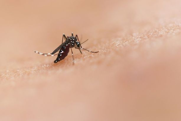 Lazio, 21 diagnosi recenti di virus West Nile
