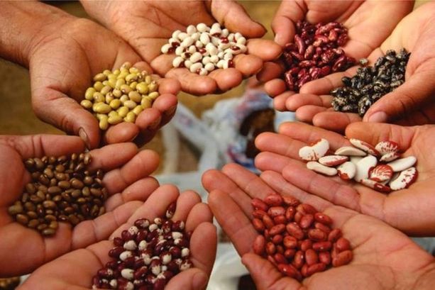 Nei reparti pediatrici degli ospedali italiani arriva la ‘Befana della biodiversità’ Nei reparti pediatrici degli ospedali italiani arriva la ‘Befana della biodiversità’