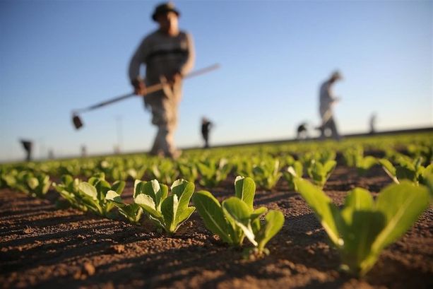 L’agricoltura biologica è diventata uno dei punti di forza della Puglia