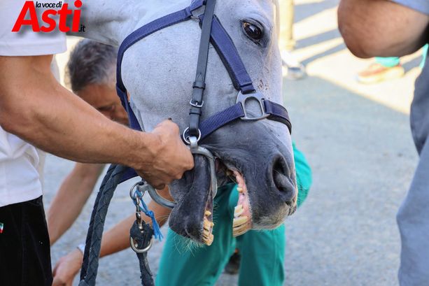 Palio di Asti, partite le visite veterinarie: massima attenzione e cura nelle valutazioni e salute dei cavalli. Due al momenti gli esclusi [FOTO E VIDEOINTERVISTE]