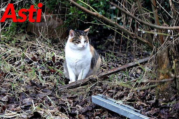 Colonie feline, i volontari contro Giacomini: "Atteggiamento antidemocratico, mancano competenze di base"