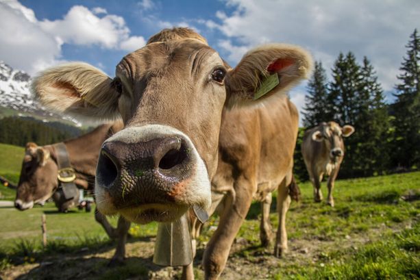 Mercosur, il rinvio non placa le preoccupazioni degli agricoltori piemontesi Mercosur, il rinvio non placa le preoccupazioni degli agricoltori piemontesi