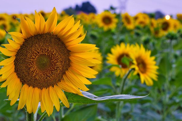 Weekend di Ferragosto: cosa fare in questi tre giorni tra Asti e dintorni?