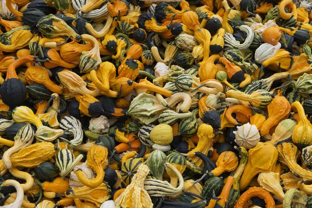 Il Ticino prende tutti per la gola con la "Rassegna gastronomica della zucca"