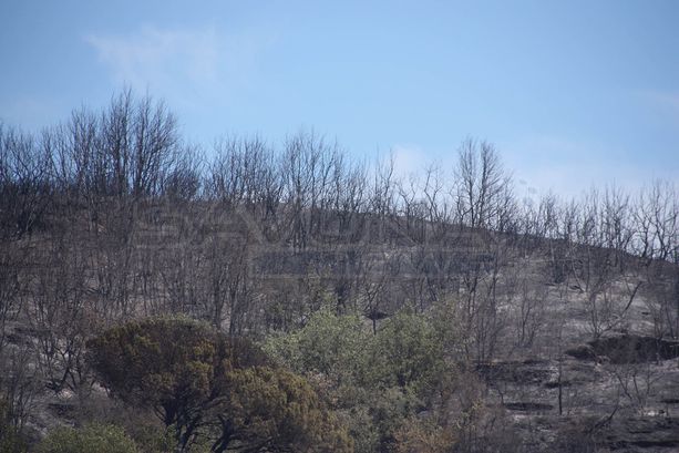Continua a bruciare l'albenganese: oltre 400 ettari di verde distrutti, ancora diversi focolai attivi (FOTO e VIDEO) Continua a bruciare l'albenganese: oltre 400 ettari di verde distrutti, ancora diversi focolai attivi (FOTO e VIDEO)