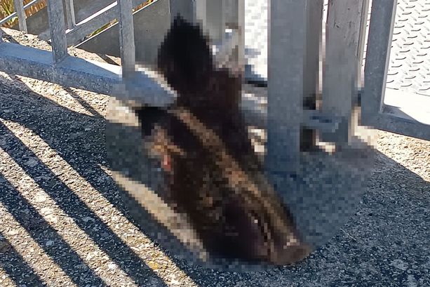 Peste suina, ancora atti dimostrativi: a Stella una testa di cinghiale su una ringhiera Peste suina, ancora atti dimostrativi: a Stella una testa di cinghiale su una ringhiera