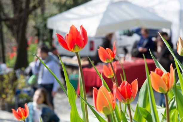 La prima domenica di primavera da trascorrere in Granda con tanti appuntamenti