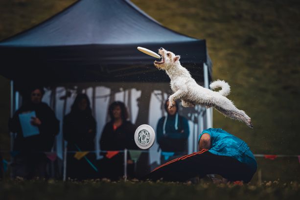Nel fine settimana a Cumiana arrivano i ‘cani volanti’ del disc dog