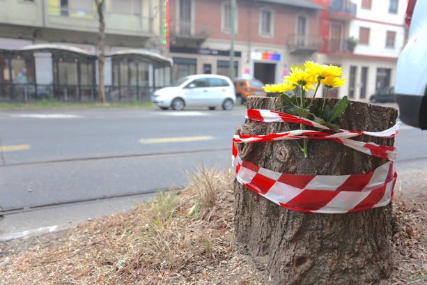 Fiori gialli su quel che resta dei ceppi di Corso Belgio. I residenti: "Delusi, nessuno ci ha avvisati" [FOTO E VIDEO]