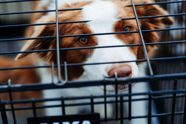 In Piemonte cresce il traffico illecito di amici a 4 zampe. Un business ad alto rendimento e a basso rischio In Piemonte cresce il traffico illecito di amici a 4 zampe. Un business ad alto rendimento e a basso rischio