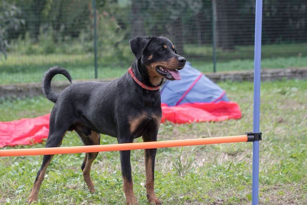 Coronavirus, sospese le adozioni di cani e gatti: “Il Canile Rifugio è chiuso, vi aspettiamo quando tutto sarà finito”