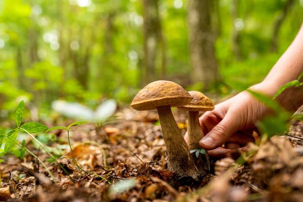 Cade nei boschi del Ticino, serie ferite per un fungiatt 86enne italiano Cade nei boschi del Ticino, serie ferite per un fungiatt 86enne italiano