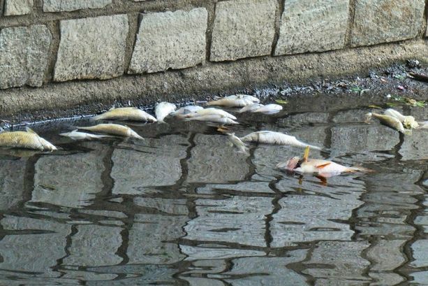 FOTO. Misteriosa moria di pesci nel fiume Olona: centinaia di carcasse senza vita