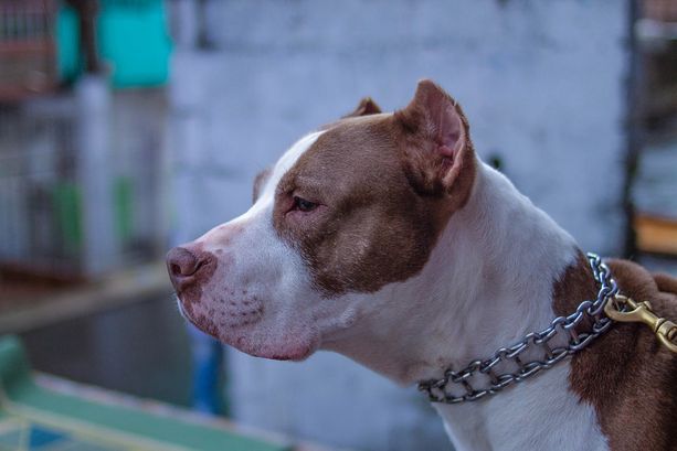 Venegono, tenta di rubare in casa: ladro messo in fuga dal pitbull e dall'inquilino esperto di arti marziali Venegono, tenta di rubare in casa: ladro messo in fuga dal pitbull e dall'inquilino esperto di arti marziali