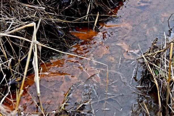 «Quella sostanza melmosa non ci piace», il Comitato Valnoce Ambiente e Salute chiede rassicurazioni sugli scoli «Quella sostanza melmosa non ci piace», il Comitato Valnoce Ambiente e Salute chiede rassicurazioni sugli scoli