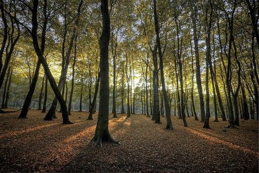 Settantamila alberi verranno piantati entro la fine del prossimo anno grazie al programma ‘Parco Italia’