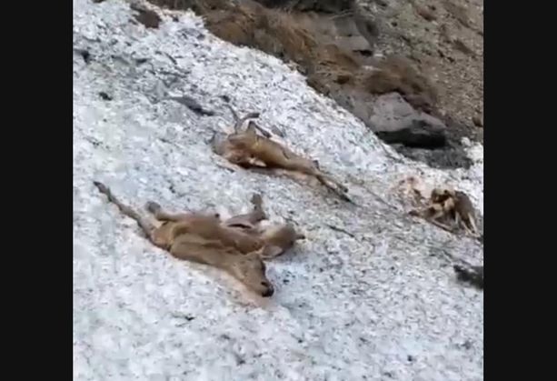 Precipitano per centinaia di metri, forse in fuga dai lupi: strage di cervi in alta Valle Stura Precipitano per centinaia di metri, forse in fuga dai lupi: strage di cervi in alta Valle Stura