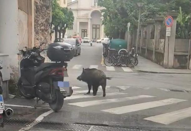 Savona, cinghiale semina il caos in città: due donne ferite, caricato anche un vigile Savona, cinghiale semina il caos in città: due donne ferite, caricato anche un vigile
