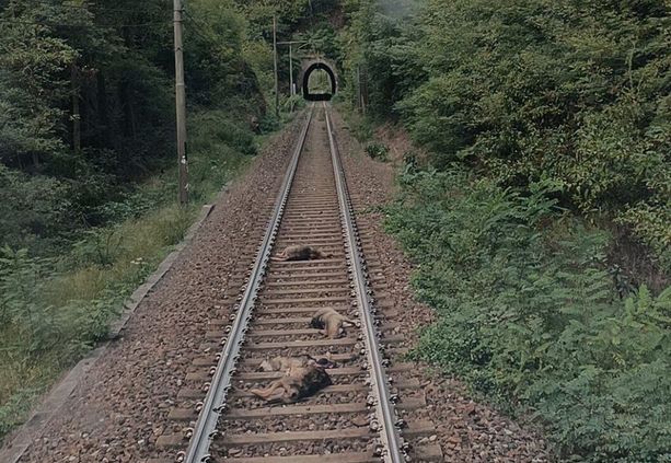 Altare, cinque lupi trovati senza vita lungo la ferrovia (FOTO) Altare, cinque lupi trovati senza vita lungo la ferrovia (FOTO)
