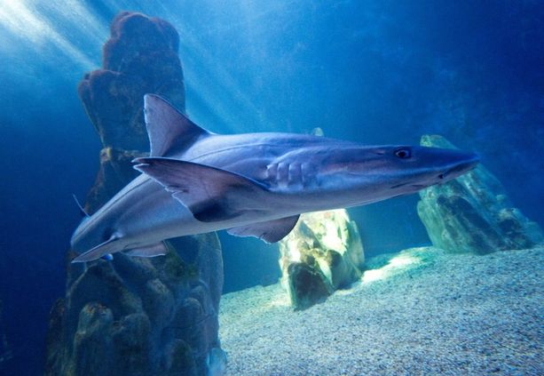 Approvate 65 nuove aree importanti per squali e razze per la regione del Mediterraneo e del Mar Nero Approvate 65 nuove aree importanti per squali e razze per la regione del Mediterraneo e del Mar Nero